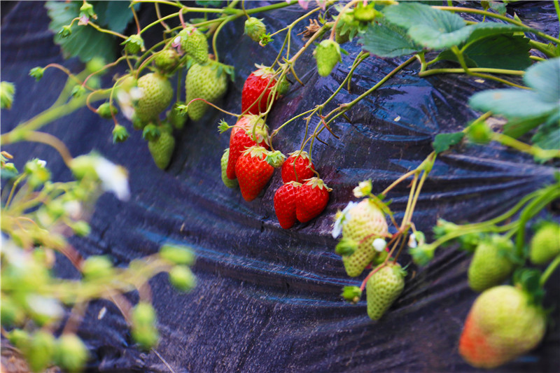 河南南阳：大寒到 农事忙_fororder_草莓.JPG