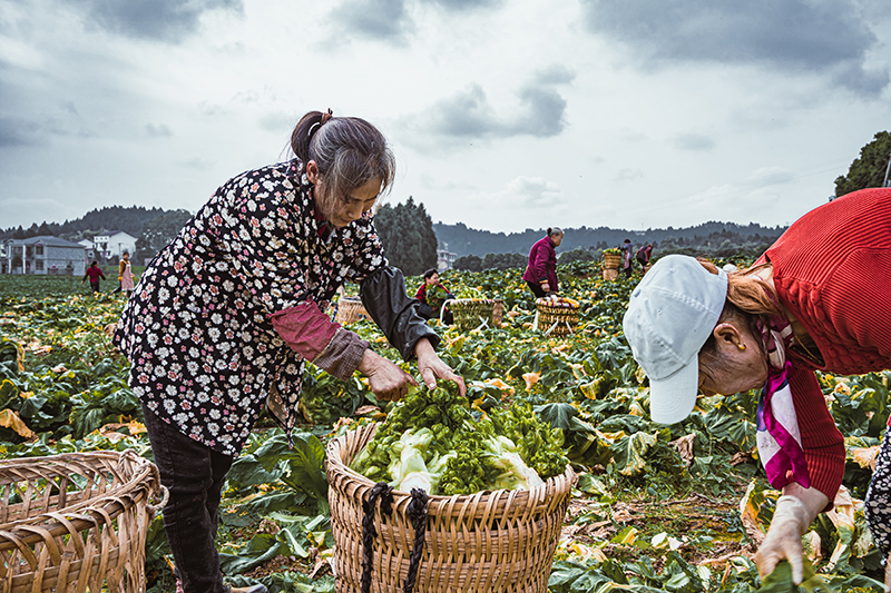 图集｜资阳安岳：冬季蔬菜喜丰收 田间地头采收忙_fororder_微信图片_20240119114526