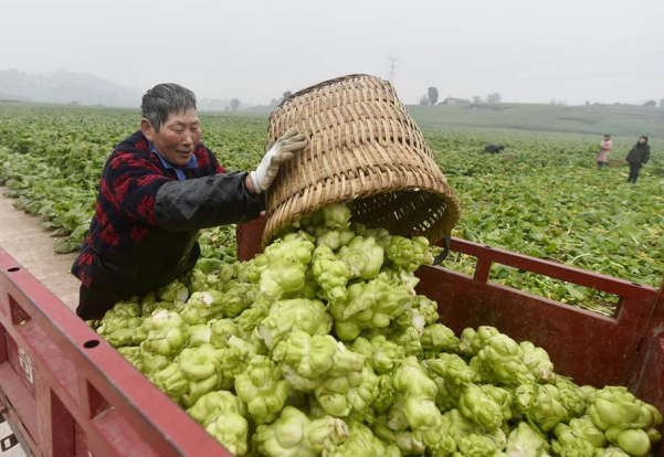 第六屆中國重慶·涪陵榨菜産業國際博覽會即將舉辦_fororder_圖片2(2)