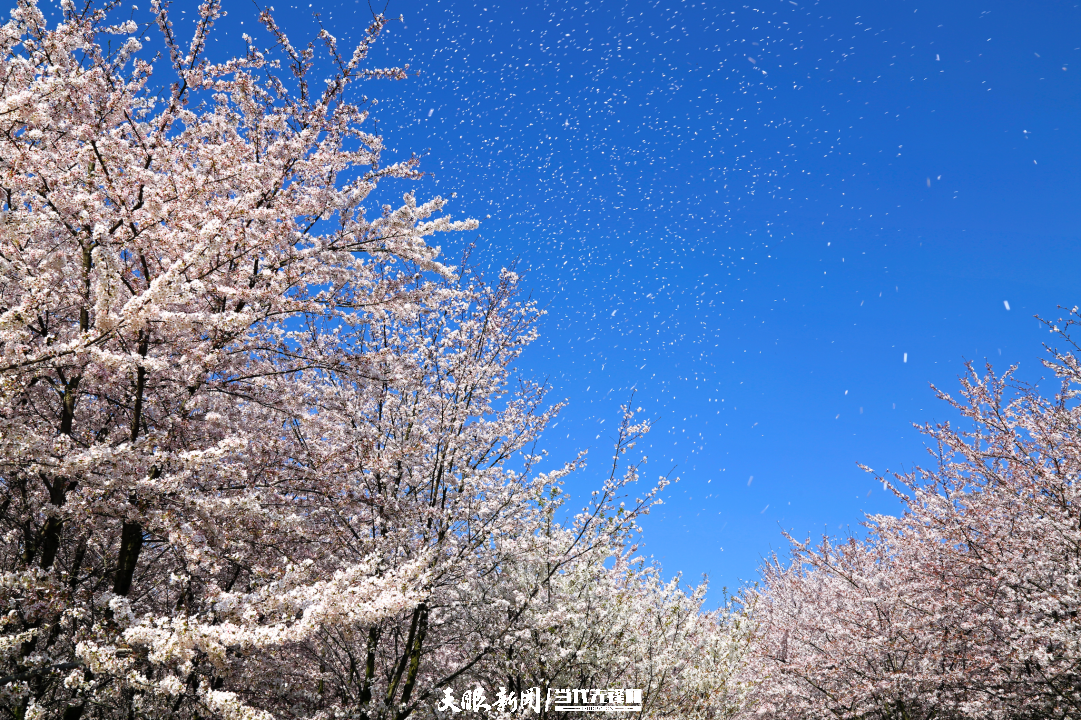樱花“三月”，贵安等你！