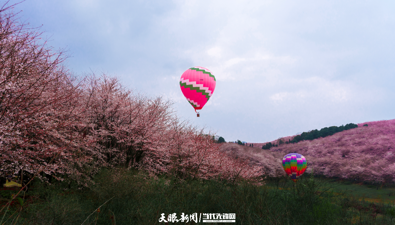 樱花“三月”，贵安等你！