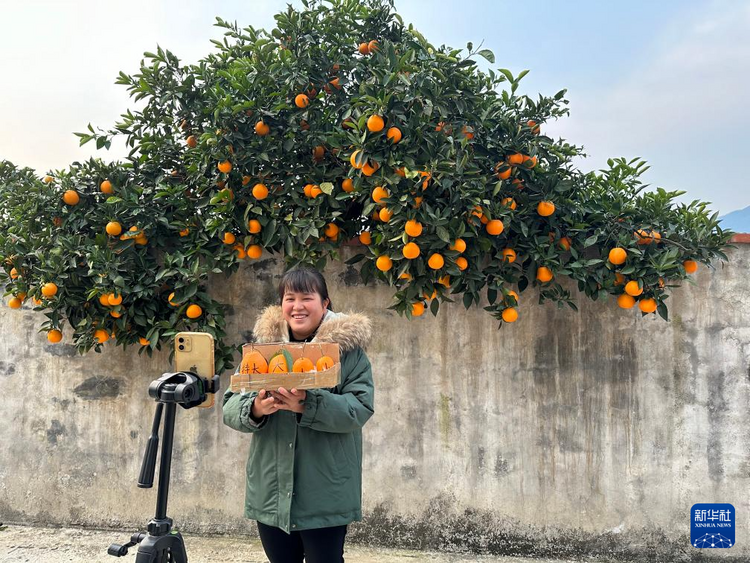 重庆：三峡橙香飘四方