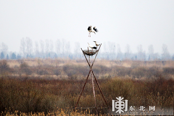 【龍遊天下輪播圖】【移動版（列表）】黑龍江嘟嚕河濕地萬鳥翔集 場面壯觀