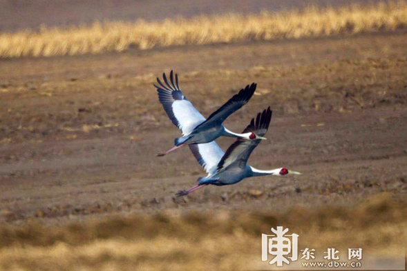 【龍遊天下輪播圖】【移動版（列表）】黑龍江嘟嚕河濕地萬鳥翔集 場面壯觀