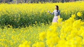 貴州獨山：春暖花又開 兩千畝油菜迎春開放