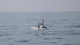 科研人員在海南島西南海域目擊到中華白海豚