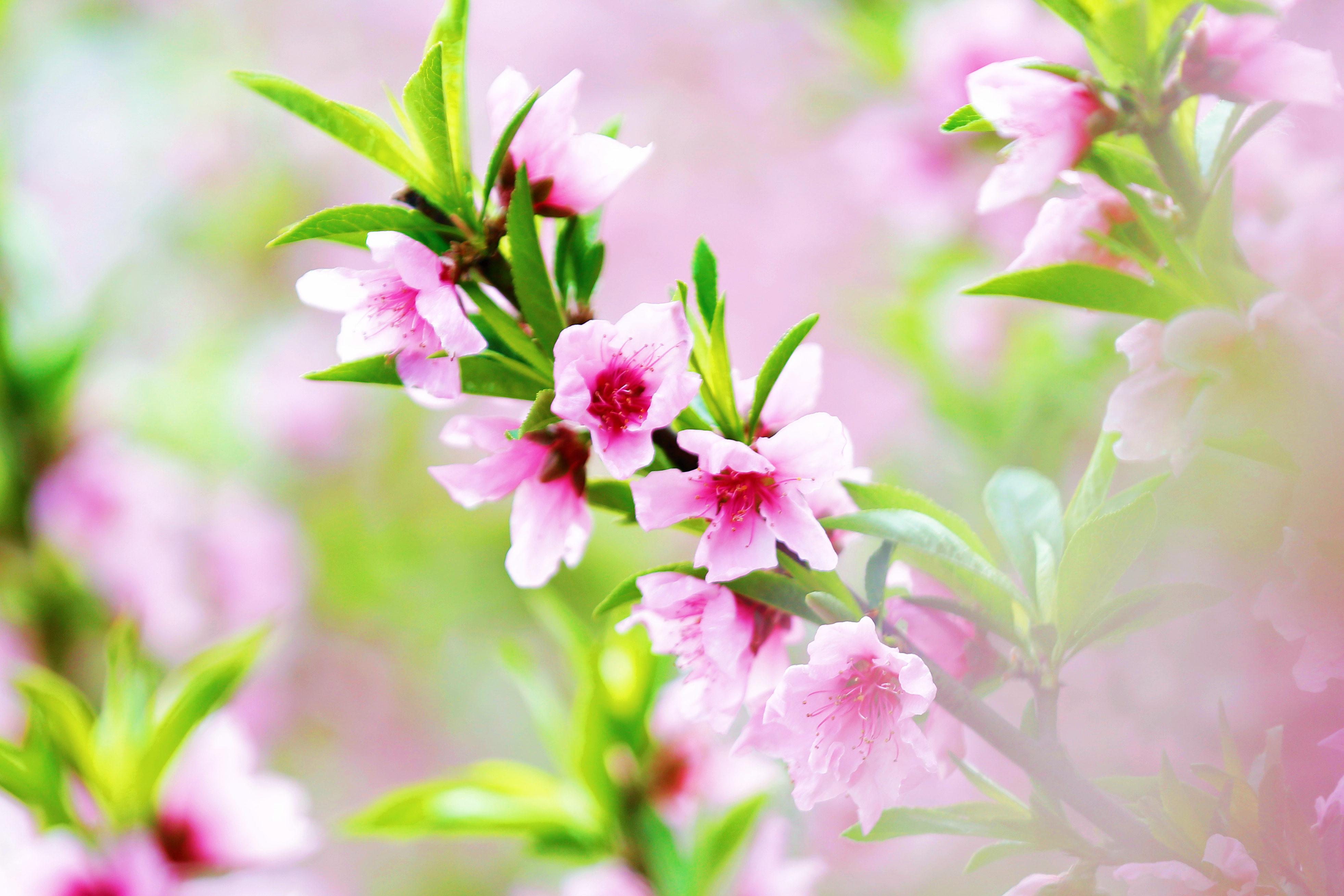 图片默认标题_fororder_4