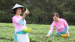 廣西龍州：不負好春光 春茶採摘忙