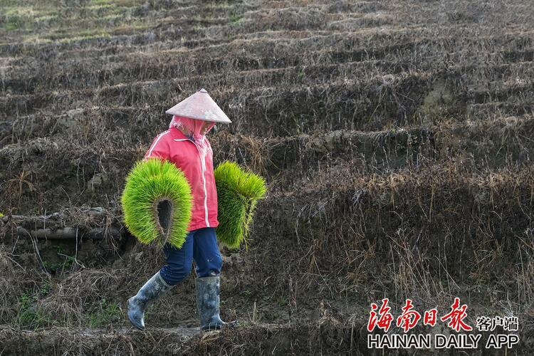 五指山牙胡梯田春耕忙_fororder_2c925c678cfae9d9018d367270540d49