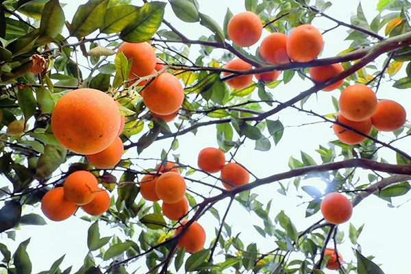 伴着冬日暖阳,走进团山村的血橙林,一颗颗血橙树枝繁叶茂,红澄澄的