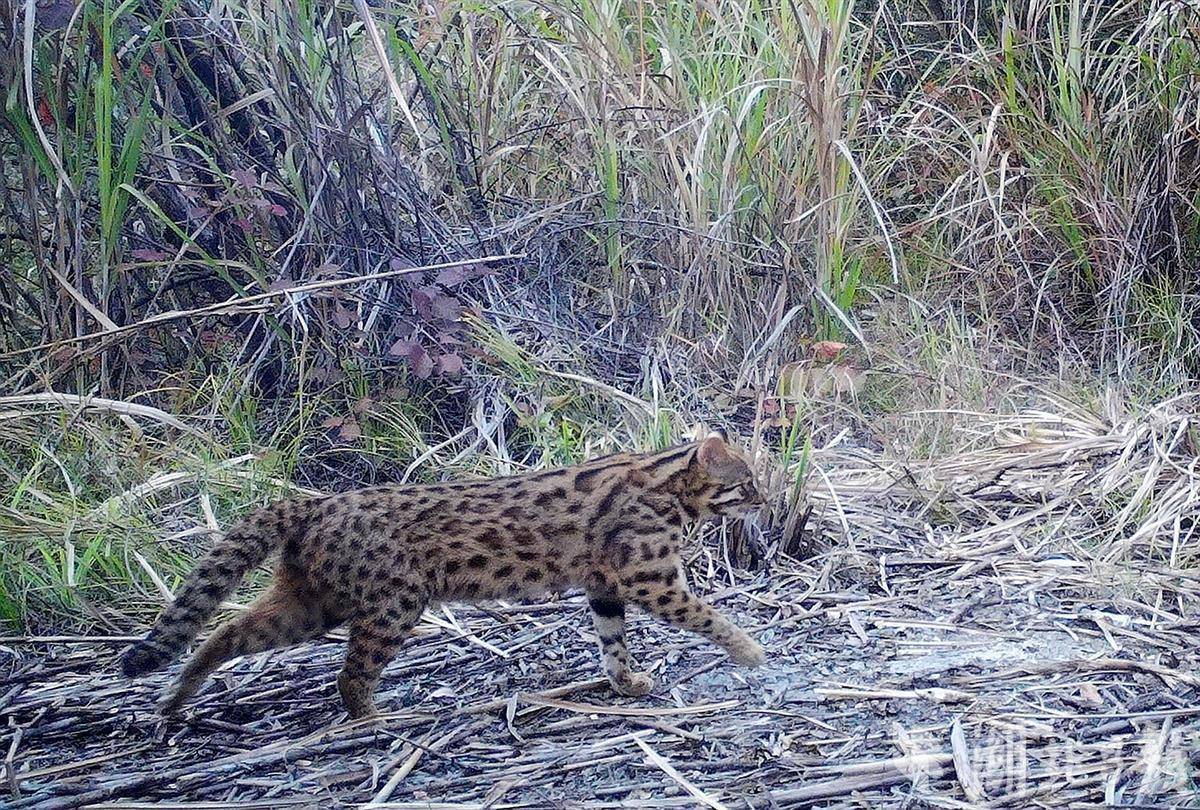 湖北堵河源发现国家二级保护区动物豹猫