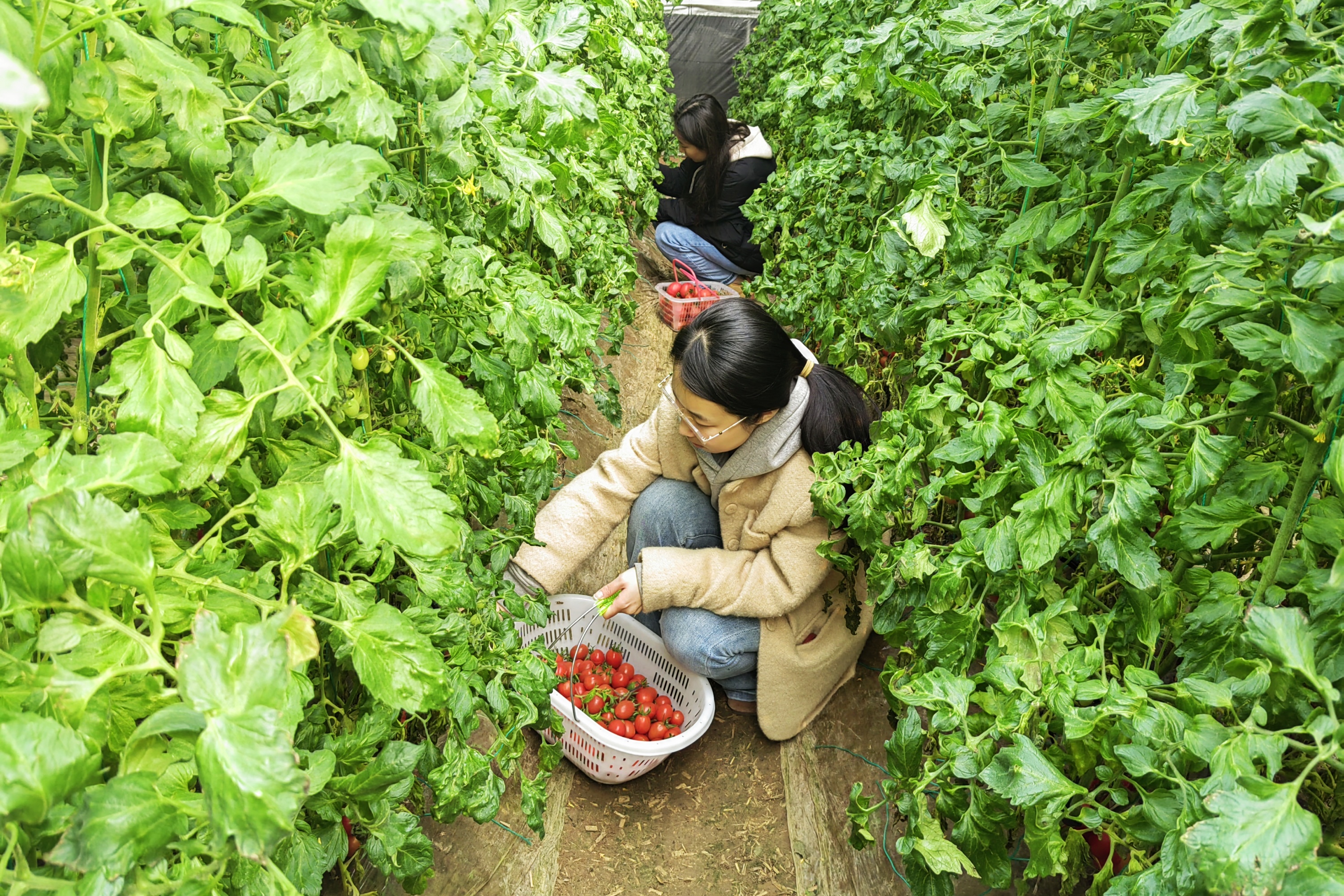 图片默认标题_fororder_003