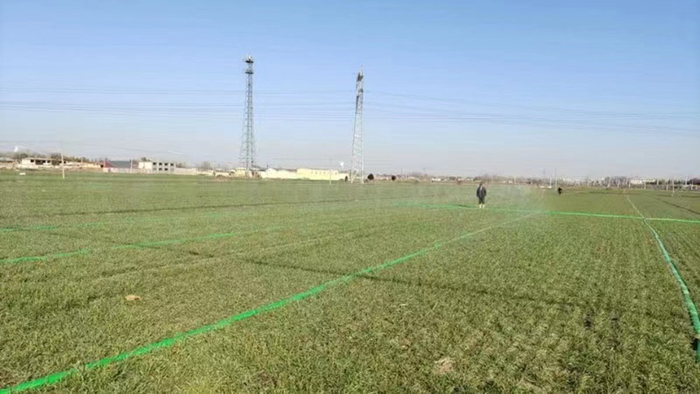 图片默认标题_fororder_满城区五里铺村农业专业合作社利用微喷技术灌溉冬小麦 摄影 曹萌