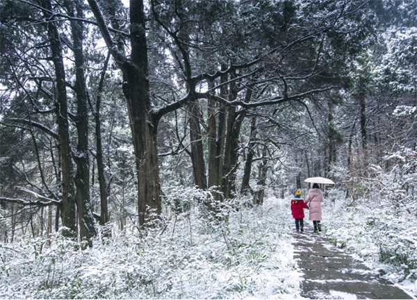 图集｜世界奇观翠云廊 银装素裹分外美_fororder_未标题-5