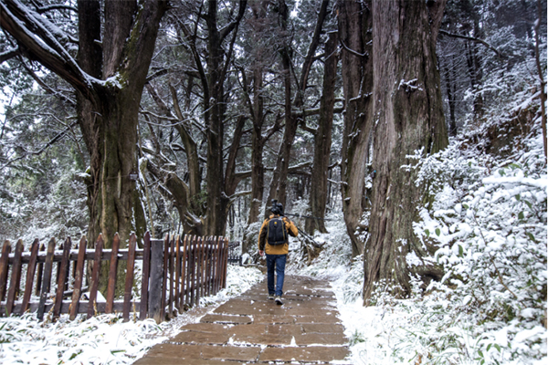 图集｜世界奇观翠云廊 银装素裹分外美_fororder_未标题-6