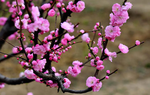 信阳淮滨：花开春意浓 游人乐赏景_fororder_下载