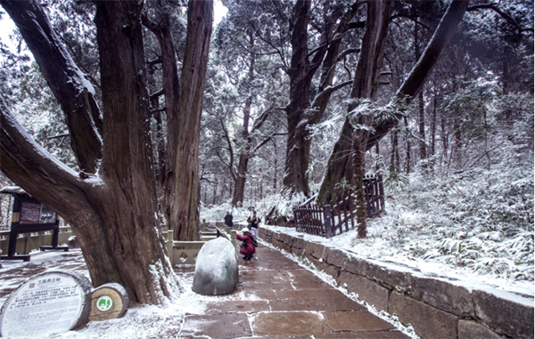 图集｜世界奇观翠云廊 银装素裹分外美_fororder_未标题-2