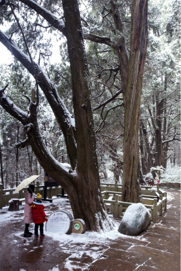 图集｜世界奇观翠云廊 银装素裹分外美_fororder_未标题-3