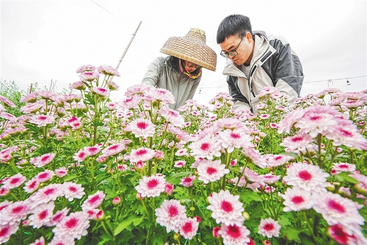 三亞利用技術氣候優勢繁育溫帶花卉助力美麗經濟