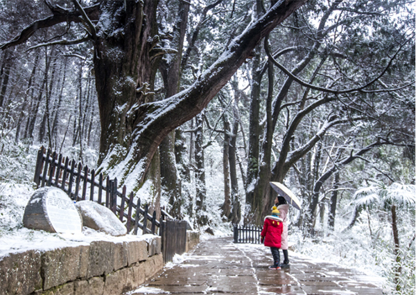 图集｜世界奇观翠云廊 银装素裹分外美_fororder_未标题-7