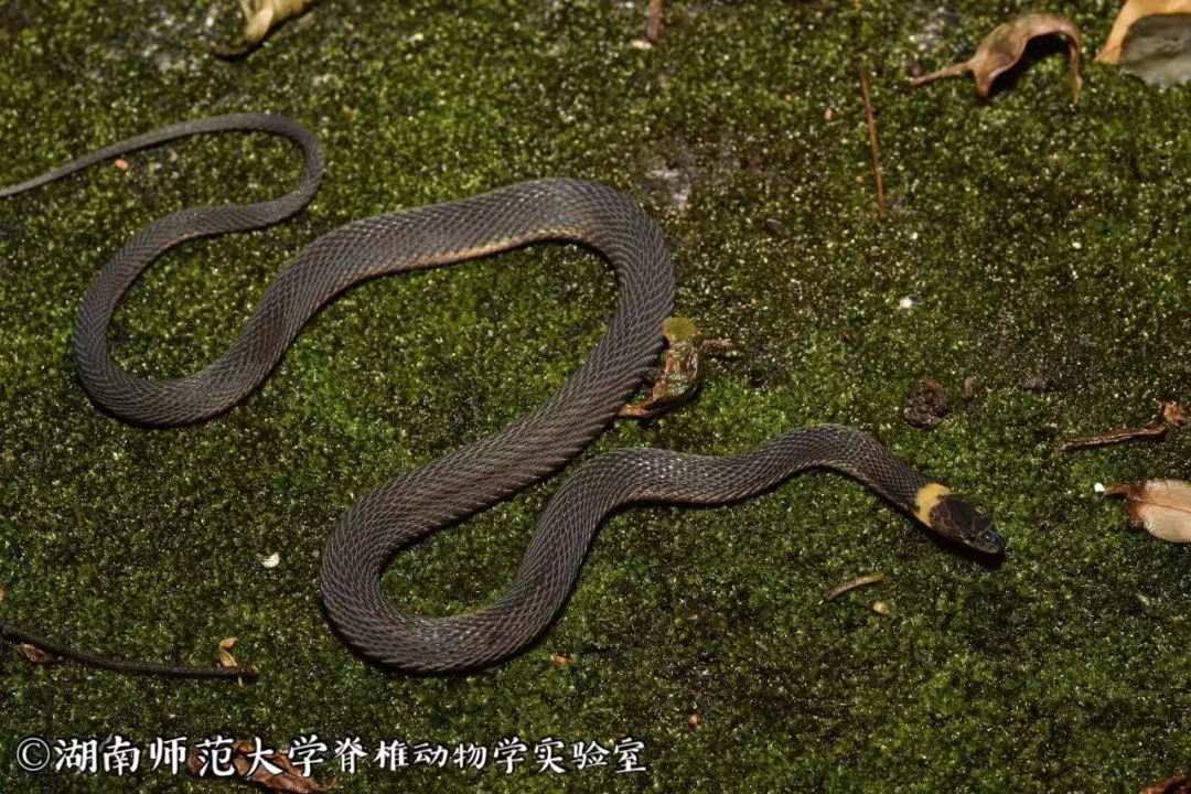 湖南发现蛇类新物种南山脊蛇_fororder_微信图片_20240129102419