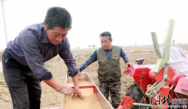 任县：金秋时节农事忙