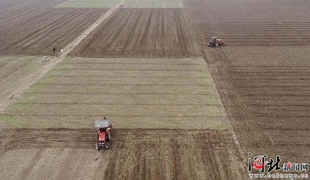 任县：金秋时节农事忙