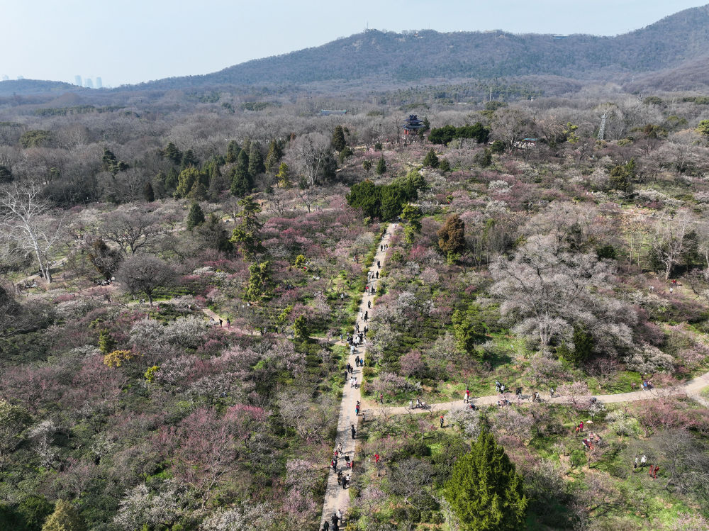 江蘇南京：梅花山上花爛漫