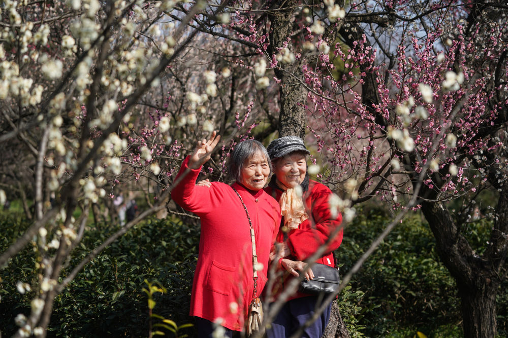 江蘇南京：梅花山上花爛漫