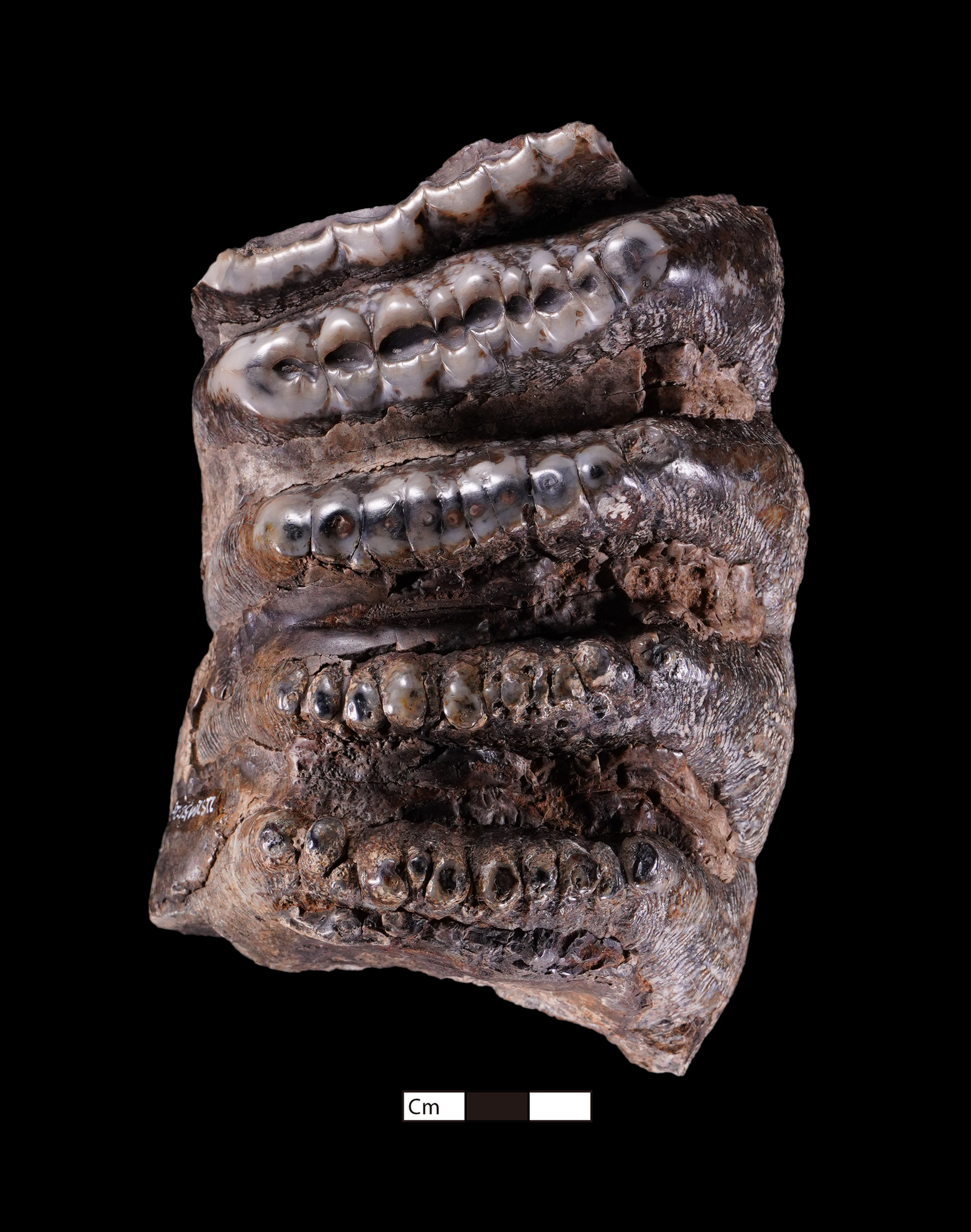 （转载）揭秘：资阳濛溪河遗址为何入选中国六大考古新发现