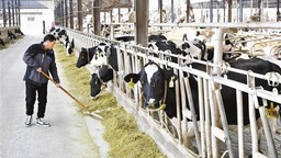 科技養殖“牛”勁足 循環利用促增效