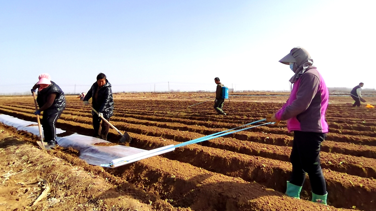 河北唐縣：農技指導“護航”春耕備播_fororder_農戶進行土豆地膜覆蓋