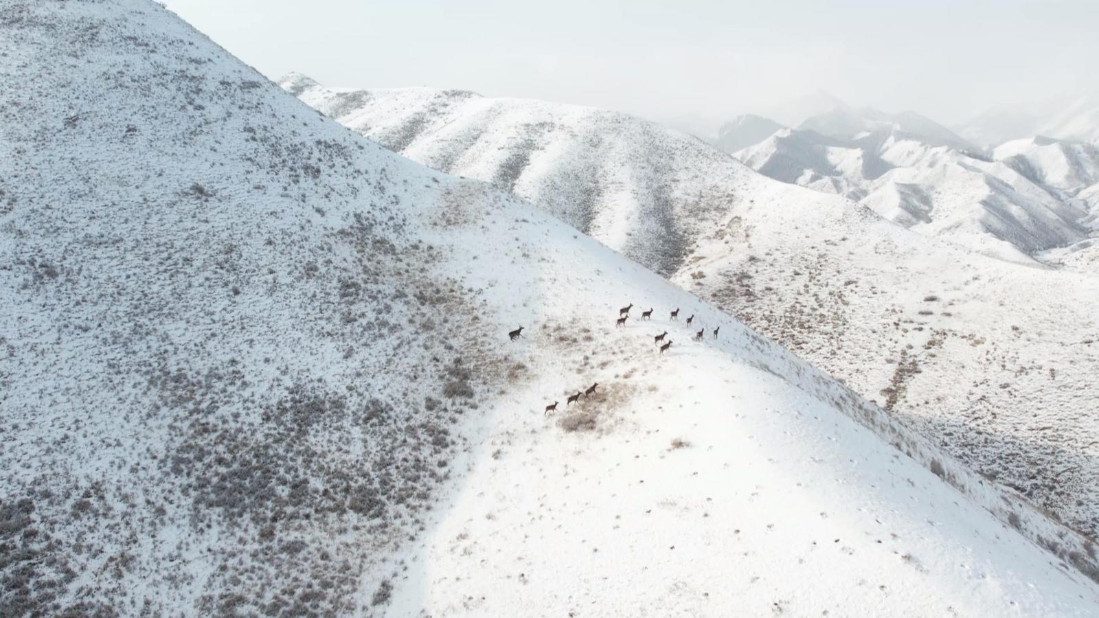 【原创】金昌永昌：祁连山区成野生动物戏雪乐园_fororder_a17e2a09-40aa-4511-a8b5-def5145b512e_l