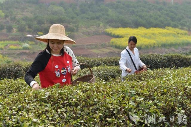 【圖説荊楚】【荊門】【移動版新聞列表】【主頁標題】90後女伢返鄉闖茶場【內容頁標題】創業挺過了三道坎 90後女伢返鄉闖茶場