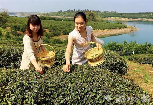 【圖説荊楚】【荊門】【移動版新聞列表】【主頁標題】90後女伢返鄉闖茶場【內容頁標題】創業挺過了三道坎 90後女伢返鄉闖茶場