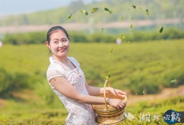 【圖説荊楚】【荊門】【移動版新聞列表】【主頁標題】90後女伢返鄉闖茶場【內容頁標題】創業挺過了三道坎 90後女伢返鄉闖茶場