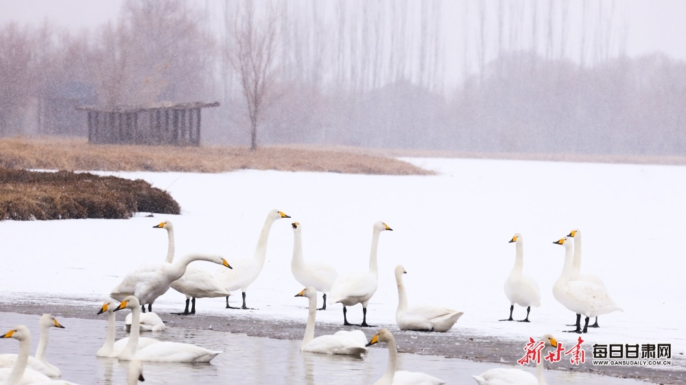 天鹅迎雪舞蹁跹 张掖湿地公园如童话世界_fororder_4