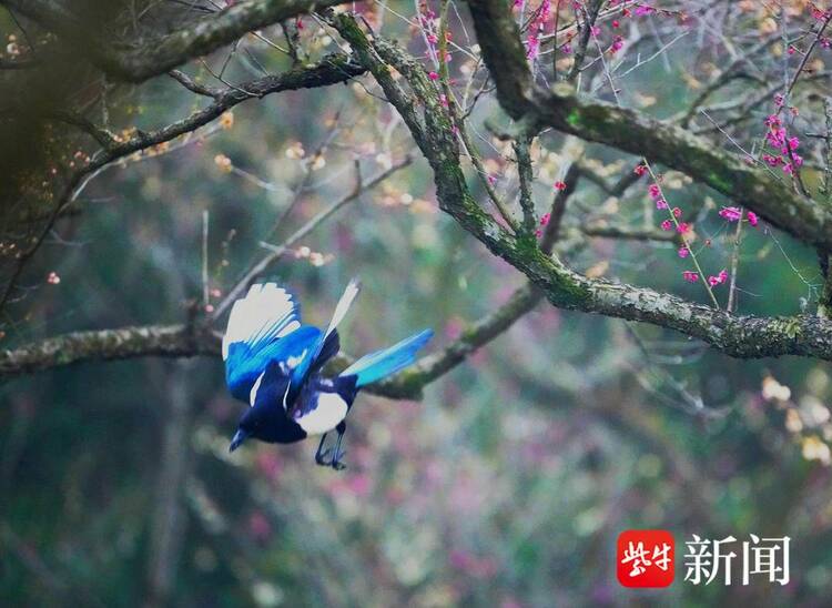 南京梅花山梅花綻放 引來多種鳥兒變樂園