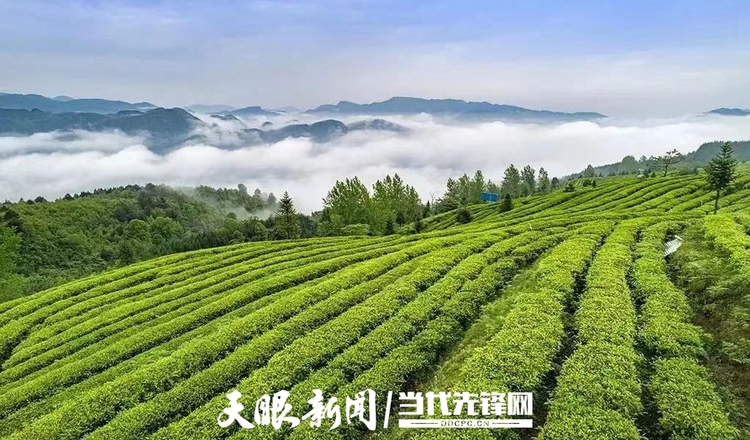 “三茶+”融合发展 贵州稳居全国茶产业第一方阵！