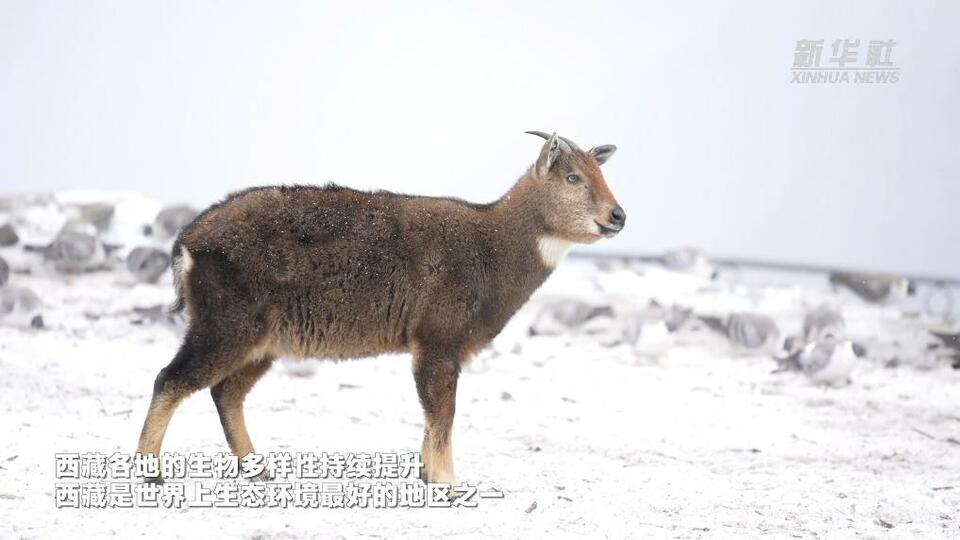 新春走基層｜在西藏見證多種國家保護動物同框