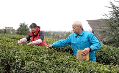 绵竹：不负好春光 春茶采摘忙_fororder_mmexport1709712799768