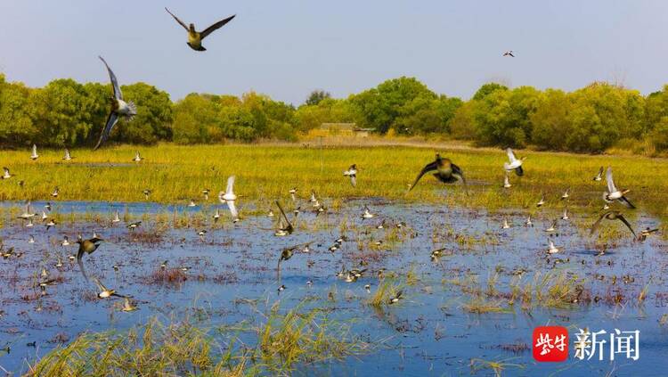 江苏首次评出“10佳湿地生态修复案例”
