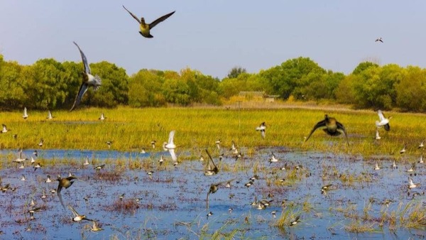 江苏首次评出“10佳湿地生态修复案例”