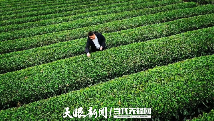 “三茶+”融合发展 贵州稳居全国茶产业第一方阵！