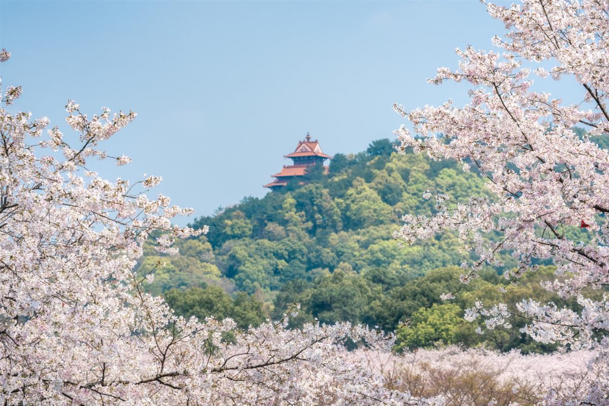 東湖櫻花園3月7日開園 開通三大賞櫻專線