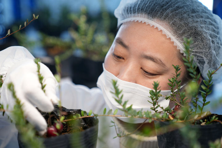 黑龙江抚远蔓越莓规模化种植基地：冰天雪地里的生机勃勃