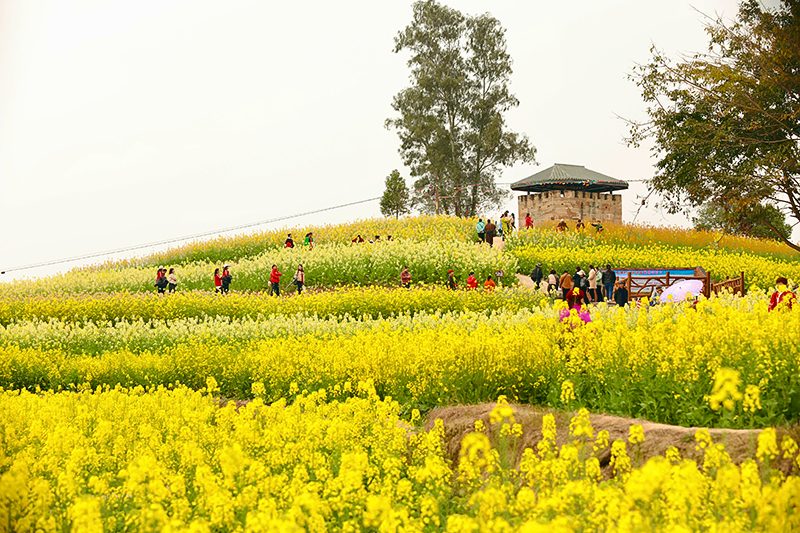 自贡贡井区艾叶油菜花田迎来盛花期_fororder_4市民漫步油菜花中