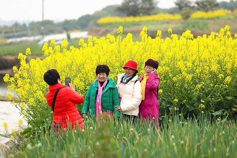 自贡贡井区艾叶油菜花田迎来盛花期_fororder_5市民拍照留影