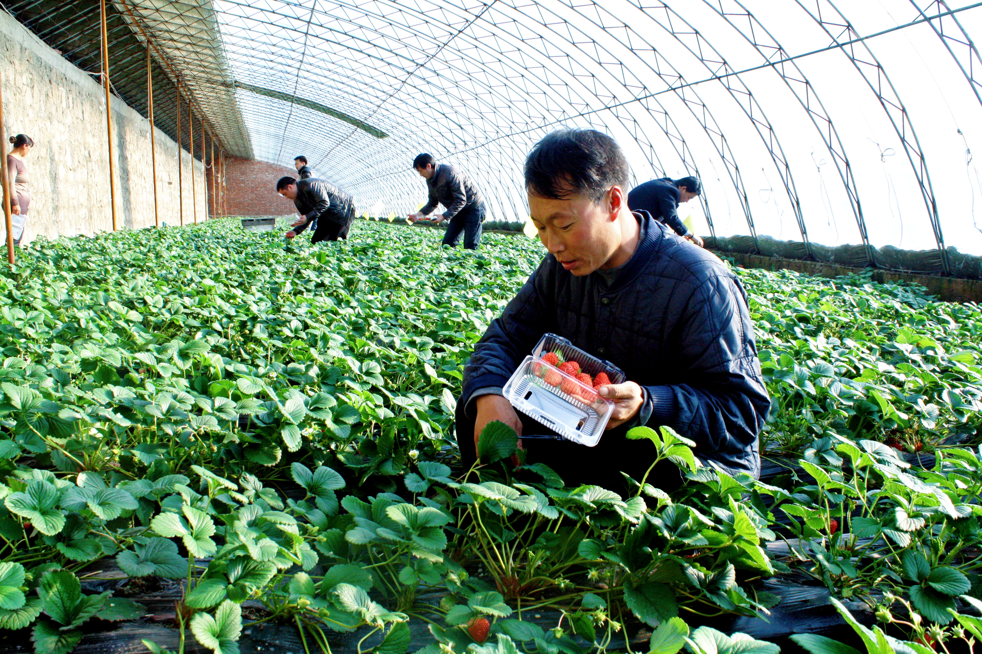 图片默认标题_fororder_围场克勒沟镇草莓采摘进入旺季 张丹摄