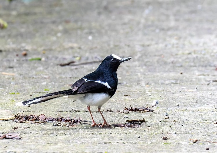 貴州省長江上游珍稀特有魚類國家級自然保護區(赤水段)發現國家重點保護鳥類14種